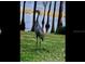 Sandhill crane standing on green grass by a lake at 12104 Elbert St, Clermont, FL 34711