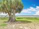 Scenic backyard featuring mature trees, lake views, a dock, and lush greenery; perfect for nature lovers at 33620 Picciola Dr, Fruitland Park, FL 34731
