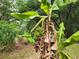 A backyard reveals a banana tree bearing bunches of vibrant green and red bananas at 26 Weston Rd, Leesburg, FL 34748
