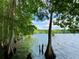 Gorgeous lake view featuring lily pads, cypress knees and surrounding lush trees at 31857 Dahlia Ct, Eustis, FL 32736