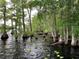 Picturesque lake view featuring lily pads and cypress knees with surrounding lush trees at 31857 Dahlia Ct, Eustis, FL 32736