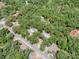 Aerial view of a wooded parcel of land outlined in red at 1203 High St, Wildwood, FL 34785