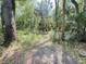 Pathway through a beautiful natural landscape featuring lush greenery and native trees at 606 Hamilton Dr, Orlando, FL 32833