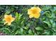 Vibrant yellow flowers blooming amidst lush green foliage, creating a colorful and inviting garden display at 2204 Baypoint Way, The Villages, FL 32162