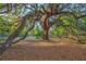 Huge backyard with expansive greenery and a shady oak tree at 2227 S Spring Garden Ave, Deland, FL 32720