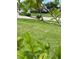 Guava fruit tree at 3380 Blossom St, Kissimmee, FL 34746