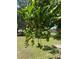 Image of a mango tree with mangoes hanging from it at 3380 Blossom St, Kissimmee, FL 34746