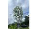 Image of a sugar apple tree in a mesh bag at 3380 Blossom St, Kissimmee, FL 34746