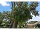 View of a lush, green staghorn fern growing in a mature tree at 621 High Point Dr, Mount Dora, FL 32757