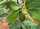 Close-up of a thriving avocado tree, showcasing the property's lush and fruitful greenery at 591 Black Eagle Dr, Groveland, FL 34736