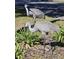 Two sandhill cranes in the yard near the property at 17108 Se 111Th Terrace Rd, Summerfield, FL 34491