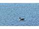 Goose swimming in community pond at 17108 Se 111Th Terrace Rd, Summerfield, FL 34491