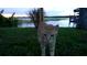 Charming orange tabby cat in a lakeside yard, inviting and serene at 4634 Bigler Ln, Mount Dora, FL 32757