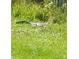 Picture of a local Alligator lying in the grass at 105 Avocado Cv, Leesburg, FL 34748