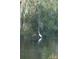 A view of a great egret reflected in the water, trees with moss hanging down, and a view of a river at 105 Avocado Cv, Leesburg, FL 34748