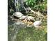 Scenic view of turtles sunning themselves on a log in a natural habitat setting at 105 Avocado Cv, Leesburg, FL 34748