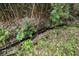 Drainage ditch with native vegetation and mulch at 27113 Robertson Rd, Yalaha, FL 34797