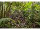Close-up of a peaceful stream flowing through dense, lush vegetation and foliage at 27113 Robertson Rd, Yalaha, FL 34797