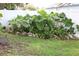 Landscaping along fence in the backyard with large green plants at 1007 Cr 463B, Lake Panasoffkee, FL 33538