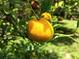 Close-up of a ripe orange on a tree branch in an outdoor setting at 1007 Cr 463B, Lake Panasoffkee, FL 33538