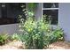Lush landscaping with yellow flowers adorns the exterior of this home at 1007 Cr 463B, Lake Panasoffkee, FL 33538