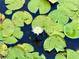 A tranquil water garden with vibrant lily pads and a delicate white water lily adds natural beauty to the community at 3607 Umbrella Tree Ln, Oxford, FL 34484