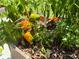 A close-up of colorful bell peppers growing in a raised garden bed, ready for harvest at 3607 Umbrella Tree Ln, Oxford, FL 34484