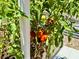 Close-up of ripe red tomatoes on the vine in a community garden, ready for picking at 3607 Umbrella Tree Ln, Oxford, FL 34484