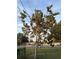 Beautiful mango tree laden with fruit graces the front yard of this charming home at 228 Cannon Way, Casselberry, FL 32707
