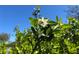 Close-up of delicate white blossoms and vibrant green leaves of what appear to be orange trees under a bright blue sky at 16318, 16250 & 16300 County Road 448, Mount Dora, FL 32757