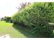 A luscious green backyard with vibrant landscaping and trees at 1412 Forest Acres Dr, The Villages, FL 32162