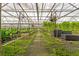A view of the inside of the greenhouse with tables of plants for sale and clear roof at 32511 County Road 437, Sorrento, FL 32776