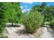 Lush bamboo grove alongside sandy paths adds natural beauty and privacy to the property at 8634 Garden Way Rd, Groveland, FL 34736
