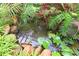 Closeup of garden fish pond with river stone edging and leafy ferns surrounding water and lily pads at 22125 Draw Bridge Dr, Leesburg, FL 34748