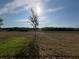 New tree planted in the lawn of a sunny backyard with clear blue skies at 2324 Juniper Berry Dr, Minneola, FL 34715