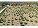 Aerial view of a large, neatly organized citrus grove at 16385 Nw 112Th Ct, Reddick, FL 32686