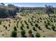 Aerial view of a field with rows of cultivated trees at 16385 Nw 112Th Ct, Reddick, FL 32686