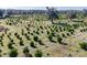 Aerial view of rows of young trees in a field at 16385 Nw 112Th Ct, Reddick, FL 32686