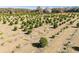 Rows of farmland with neatly planted trees at 16385 Nw 112Th Ct, Reddick, FL 32686