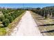 Rows of farmland with neatly planted trees at 16385 Nw 112Th Ct, Reddick, FL 32686