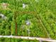 Aerial view of secluded property featuring mature trees and a cozy home, outlined in red at 3682 Jack Pine Ln, Ormond Beach, FL 32174