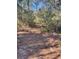 View of the wooded path on the property covered with pine needles and native trees at 112 Reedy Creek Dr, Frostproof, FL 33843