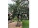 Beautiful hibiscus tree with pink blossoms, adding charm and color to the property's landscape at 3567 Red Oak Ct, Lake Wales, FL 33898