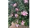 Close-up of a hibiscus tree featuring vibrant pink blossoms and lush green leaves at 3567 Red Oak Ct, Lake Wales, FL 33898