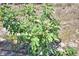 Lush fig tree with vibrant green leaves in a yard setting at 509 N Scenic Hwy, Frostproof, FL 33843