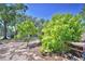 Scenic view of mango trees in a yard with a wooden bench at 509 N Scenic Hwy, Frostproof, FL 33843