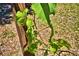 Close-up of a healthy grapevine with lush green leaves and developing grapes in the community vineyard at 509 N Scenic Hwy, Frostproof, FL 33843