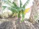 A vibrant banana tree grows next to a wooden deck; a tropical addition to the property at 7254 Wisteria Ln, Lake Wales, FL 33898