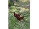 Two free-range chickens foraging on the lawn in the backyard of the property at 7254 Wisteria Ln, Lake Wales, FL 33898