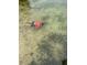 Person snorkeling in clear, shallow lake water on a sunny day at 7254 Wisteria Ln, Lake Wales, FL 33898
